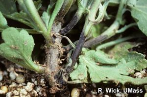 uploads/images/disease/Chrysanthemum root rot.jpg
